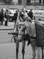 DSC05211_bw